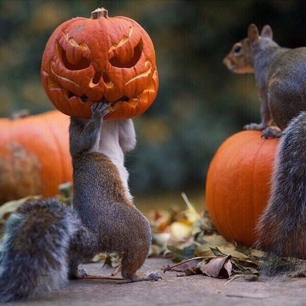 funny-photos-of-squirrel-pumpkin-head
