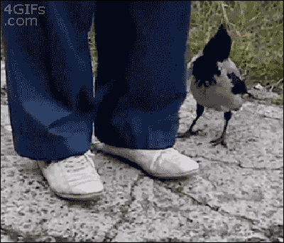 funny-pics-of-birds-are-assholes-shoelaces