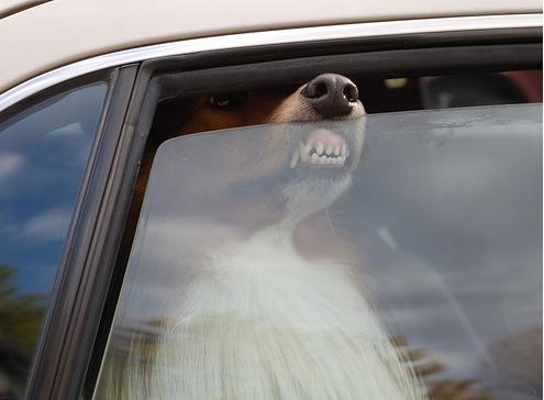 funny-pics-of-dogs-faces-on-windows-Collie-on-Car-Window