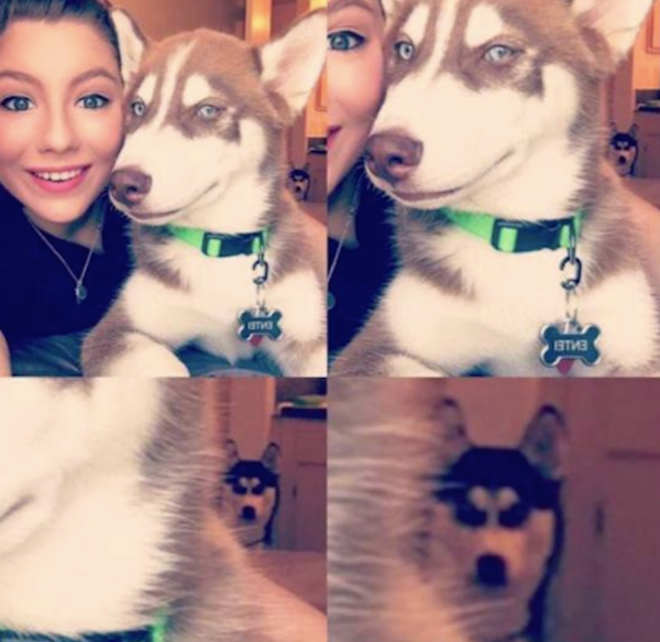 silly-photos-of-jealous-dog-in-background