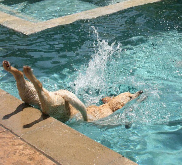 the-best-funny-pictures-of-dog-dive-fail