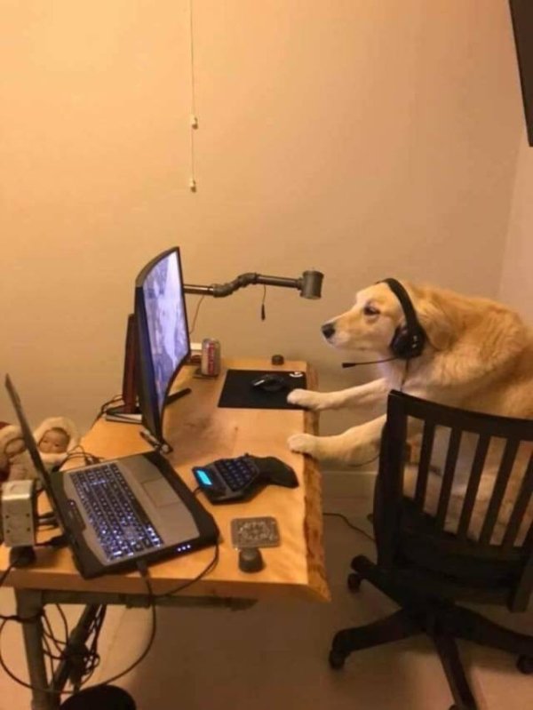 the-best-funny-pictures-of-gaming-dog