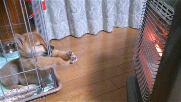 the-best-funny-pictures-of-heater-dog