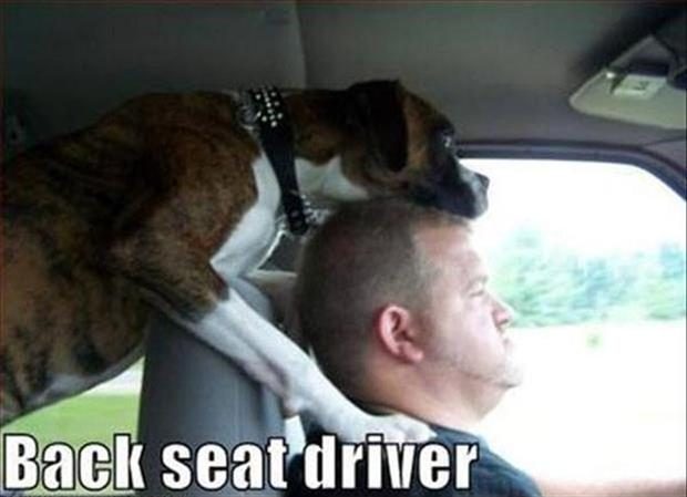 funny-back-seat-drivers