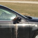 funny-pics-of-birds-are-assholes-shitting-bird