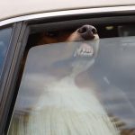 funny-pics-of-dogs-faces-on-windows-Collie-on-Car-Window