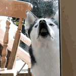 funny-pics-of-dogs-faces-on-windows-Dog-Pressing-Face-Up-Against-Window