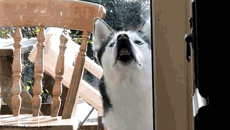 funny-pics-of-dogs-faces-on-windows-Dog-Pressing-Face-Up-Against-Window