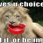 lion funny