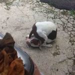 the-best-funny-pictures-of-finally-caught-tail-dog
