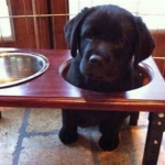 the-best-funny-pictures-of-food-in-my-mouth-dog