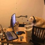 the-best-funny-pictures-of-gaming-dog