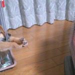 the-best-funny-pictures-of-heater-dog