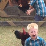 the-best-funny-pictures-of-rooster-chasing-kid