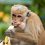 Monkey With Banana