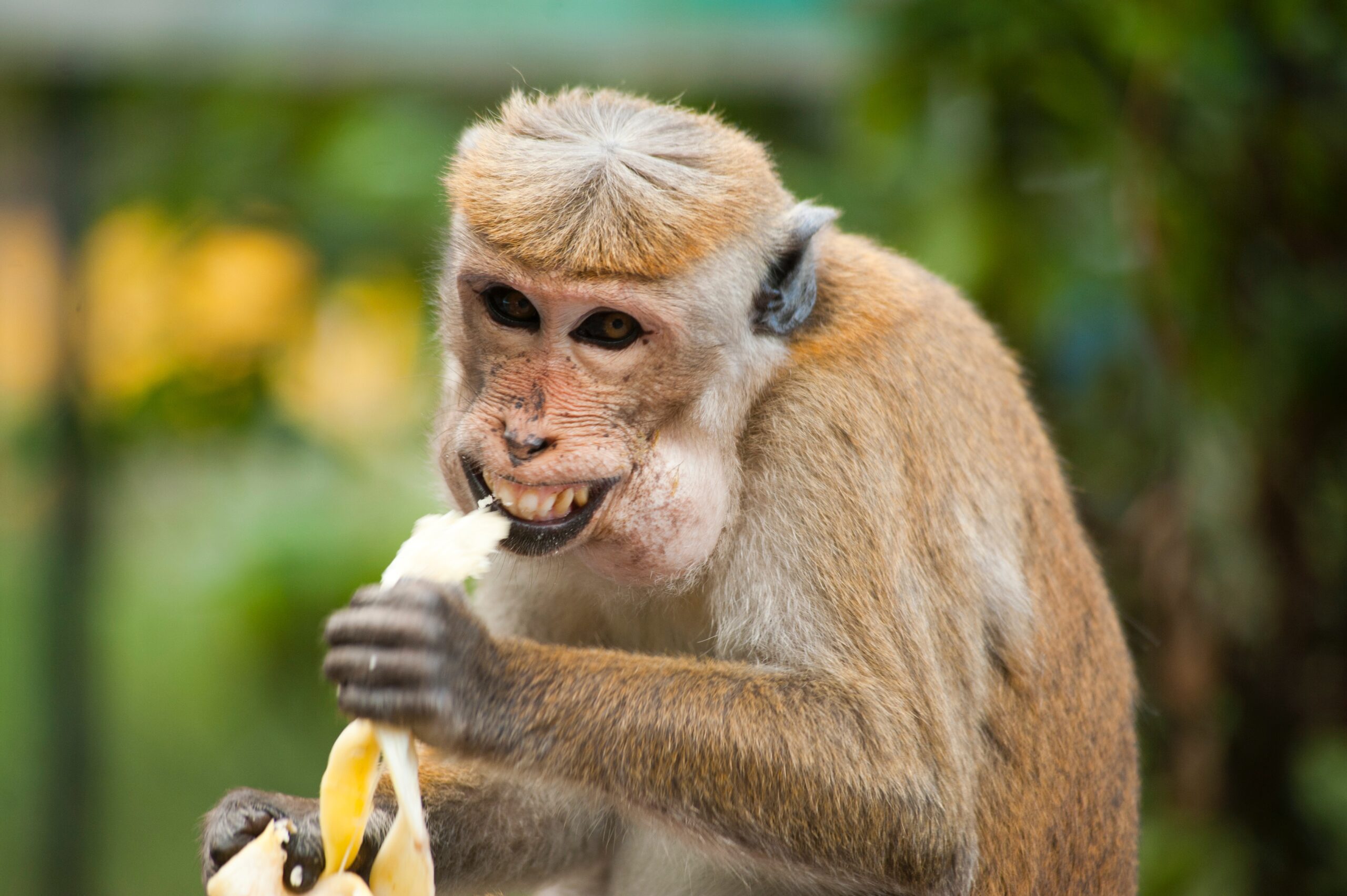 Monkey With Banana