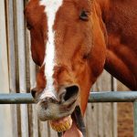 horse-1334003_960_720