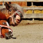 horses-1348383_960_720