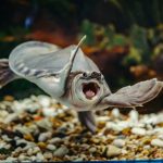 Funny-Animal-Pictures-That-You-Need-In-Your-Life