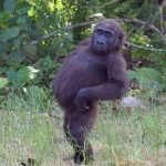 Funny-Monkey-Pictures