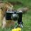 Animal Camera