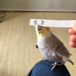 bird-with-funny-eyes-on-strip-of-paper