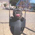 black puppy riding on wing chair at daytime-black puppy