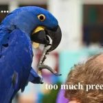 funny-parrot