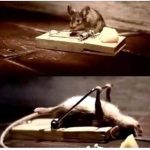 funny-rat