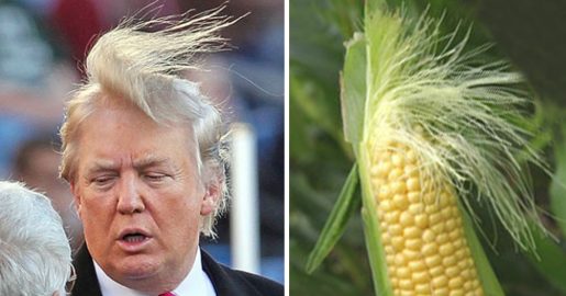 Trump Funny Hair Style