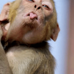 liat-funny-monkey-picture-dont-be-laugh