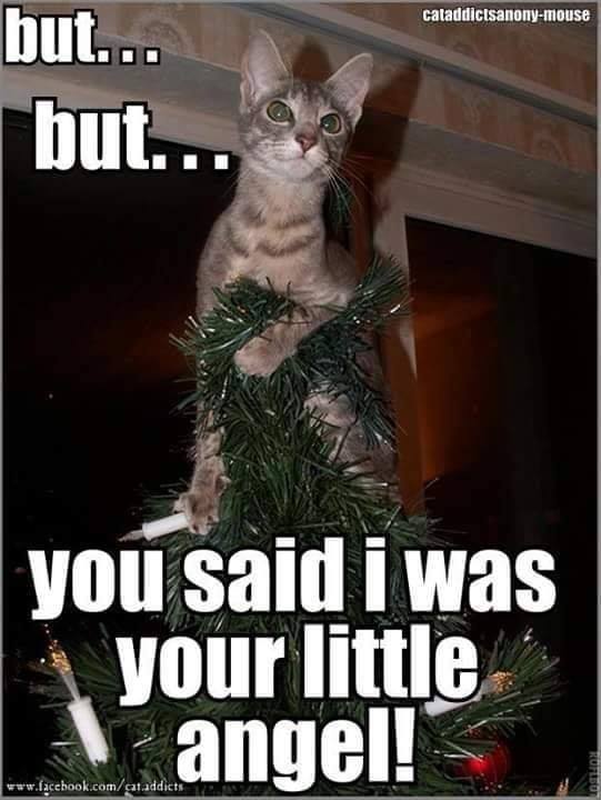 Funny Cat