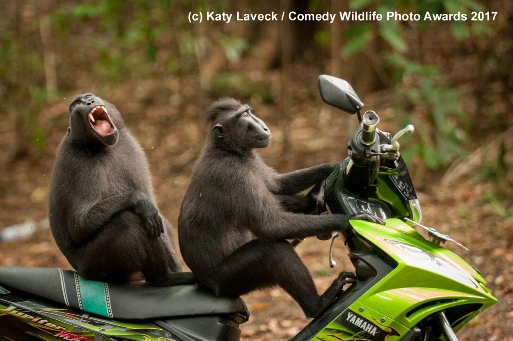 monkeys