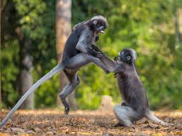 monkeys-fight