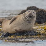 selective focus photography of seal lying on ground-photography